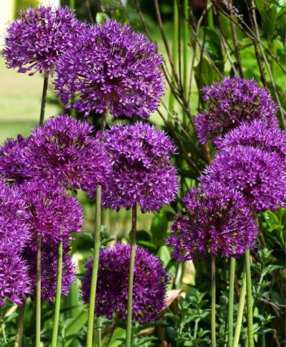 Allium aflatuense Purple Sunsation