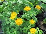 pełnik chiński "Goldkoenigin" (łac. Trollius chinensis) kod: 0804