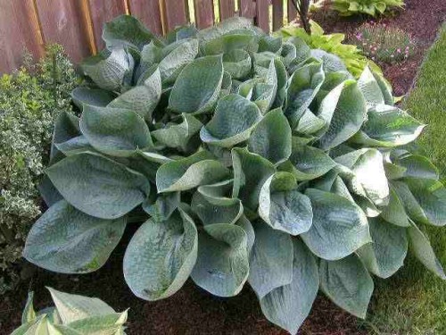 Hosta Abiqua Drinking Gourd.jpg