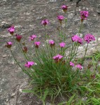 goździk kartuzek (łac. Dianthus carthusianorum) kod: 1609