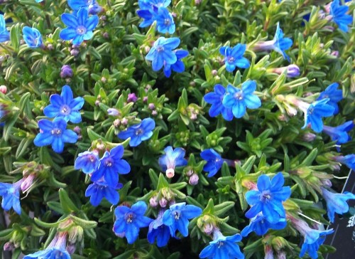 Lithodora diffusa Heavenly Blue.jpg