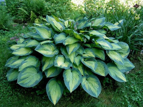 Hosta Pauls Glory