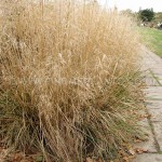 śmiałek darniowy "Goldtau" (łac. Deschampsia cespitosa) kod: 3940