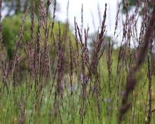 Molinia-caerulea-Edith-Dudszus