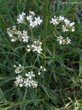 Gypsophila fastigiata Silverstar