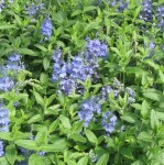 przetacznik pagórkowy "Koenigsblau" (łac. Veronica teucrium) kod: 3748