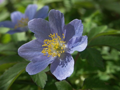 anemone nemorosa allenii