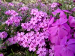 płomyk szydlasty "Zwergenteppich" (łac. Phlox subulata) kod: 7533