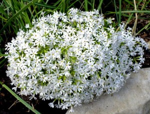 płomyk szydlasty "Snowflake" (łac. Phlox subulata) kod: 7532