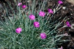 goździk siny "Feuerhexe" (łac. Dianthus gratianopolitanus) kod: 2913