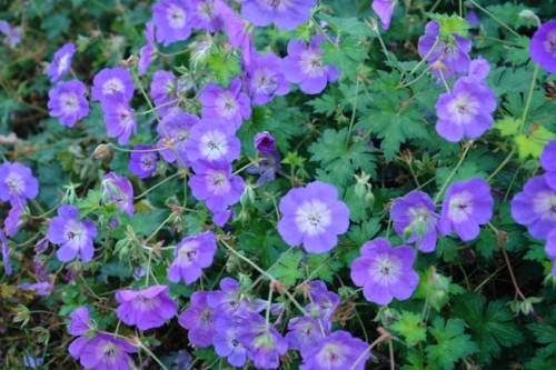 f2f8beeaca0315475e0c2cea7586c3ec96f8f818