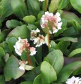Bergenia cordifolia  Bressingham White 1