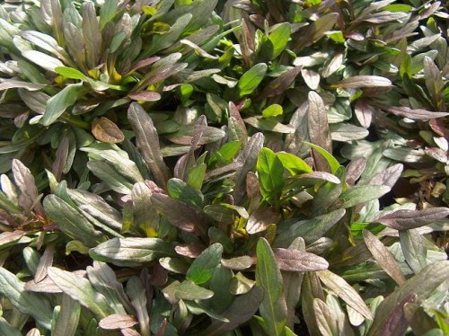 Ajuga Chocolate Chip.jpg