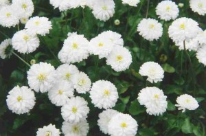 krwawnik kichawiec "The Pearl" (łac. Achillea ptarmica) kod: 0715