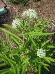 trojeść krwista "Ice Ballet" (łac. Asclepias incarnata) kod: 6363