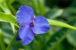 trzykrotka wirginijska "Isis" (łac. Tradescantia virginiana) kod: 0676