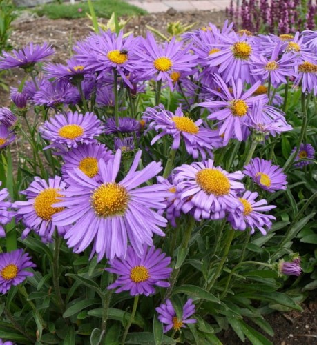 Aster alpinus 'Goliath' .jpg