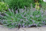 kocimiętka Faassena "(niebieski)" (łac. Nepeta x faassenii) kod: 1086