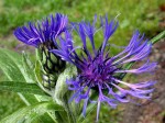 chaber górski (łac. Centaurea montana) kod: 1055