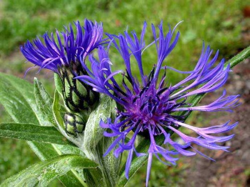 centaurea montana.jpg