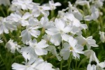 płomyk szydlasty "White Delight" (łac. Phlox subulata) kod: 0022