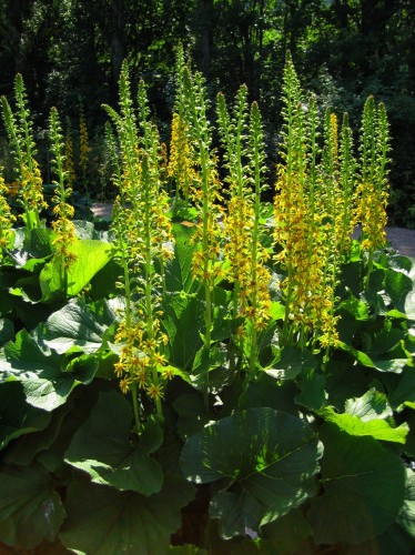 Ligularia WILSONIANA