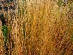trzęślica modra "Moorhexe" (łac. Molinia caerulea) kod: 7589