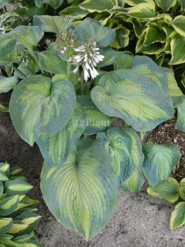 hosta_george_smith