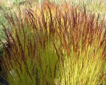 śmiałek pogięty "Tatra Gold" (łac. Deschampsia flexuosa) kod: 3942