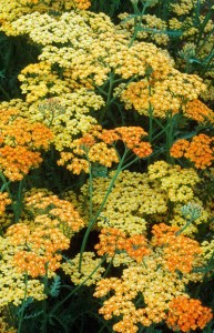 krwawnik pospolity "Inca Gold" (łac. Achillea millefolium) kod: 2123