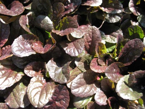 Ajuga reptans Mahogany.jpg