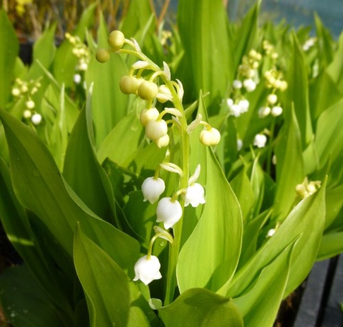 Convallaria Majalis aurea