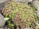 rojnik górski (łac. Sempervivum montanum) kod: 1513
