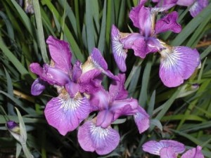 kosaciec syberyjski "Sparkling Rose" (łac. Iris sibirica) kod: 1542