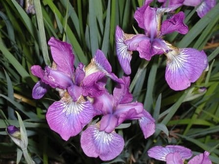 Iris sibirica Sprakling Rose