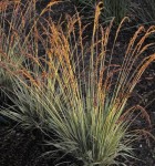 trzęślica modra "Variegata" (łac. Molinia caerulea) kod: 0673