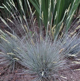 festuca_cinerea_eisovgel