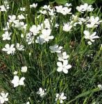 goździk kropkowany "Albus" (łac. Dianthus deltoides) kod: 0033
