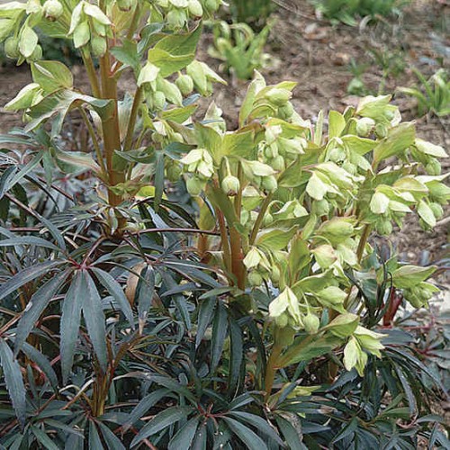 helleborus foetidus.jpg