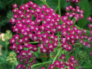 krwawnik pospolity "Kirschkoenigin" (łac. Achillea millefolium) kod: 0201