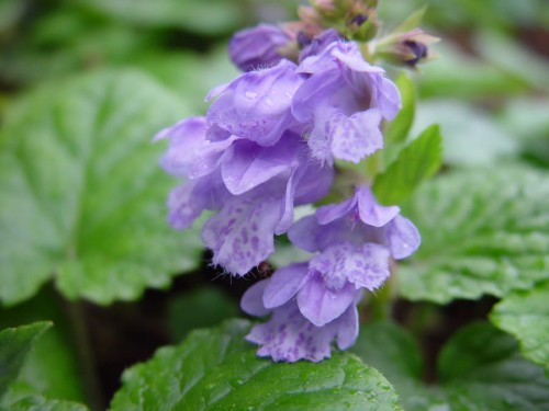 Meehania utriculata 'Japan Blau'.jpg