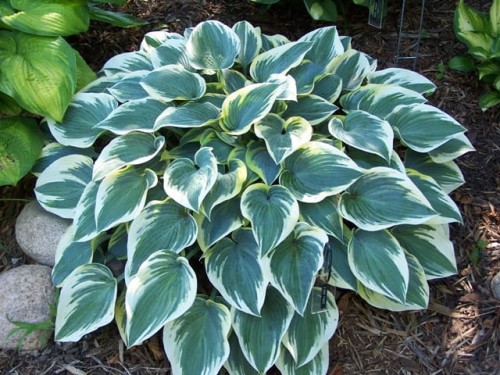 Hosta First Frost