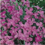 goździk siny "La Bour Bille" (łac. Dianthus gratianopolitanus) kod: 2920