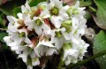 Bergenia cordifolia  Bressingham White
