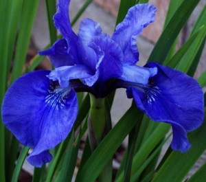 kosaciec syberyjski "Ego" (łac. Iris sibirica) kod: 9749