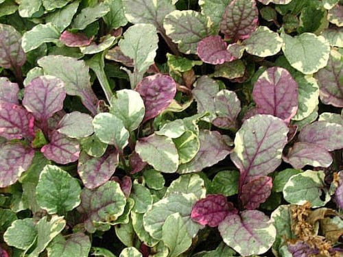 Ajuga Burgundy Glow.jpg