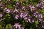 dzwonek Poszarskiego "Lisduggan Variety" (łac. Campanula poscharskyana) kod: 5510