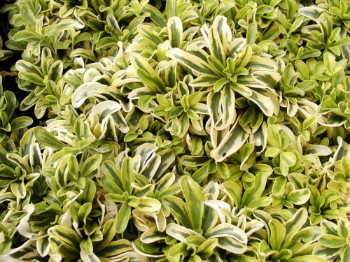 ARABIS ferdinandi-coburgii Old Golg.jpg