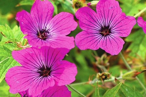 geranium red admiral