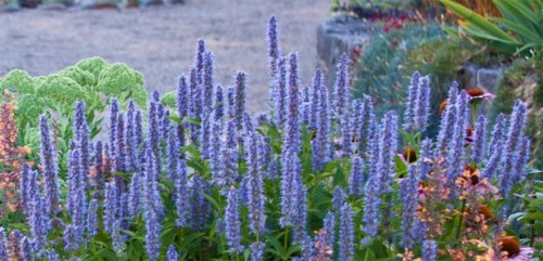 AGASTASCHE BLUE FORTUNE